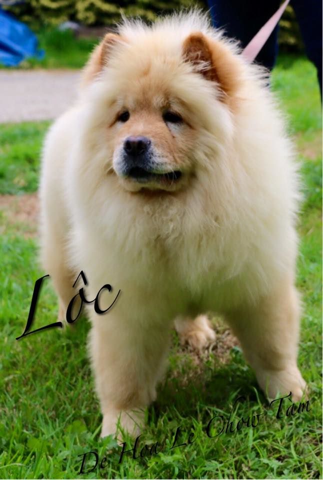 Loc De Hoa Le Chow Tam